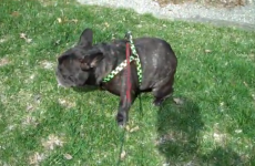Hilarious French bulldog is scared of his own farts
