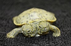 Here's the two-headed turtle born in the US