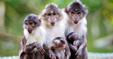 Ah would ya look, two endangered baby mangabeys born at Dublin Zoo
