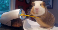 If this doesn't make you rush out and purchase a guinea pig...