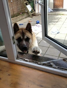 Sneaky dogs and notions: 10 more weird pictures sent by our readers