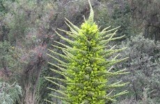 Sheep-eating tree blooms in the UK