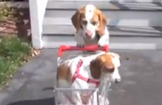 WATCH: Dog takes puppy on impressive and adorable journey