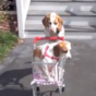 WATCH: Dog takes puppy on impressive and adorable journey