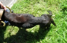 Laois man convicted for causing unnecessary suffering to a dog