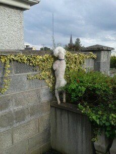 Caption competition*: What's Percy the dog thinking?