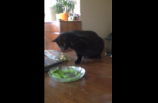 Cat versus bowl of peas... with musical accompaniment