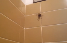 How NOT to deal with a spider in the bath