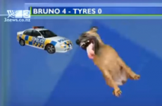 Hilarious graphic shows dog that gnawed through police car tyres