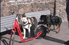 Dog powered scooters? TAKE OUR MONEY!