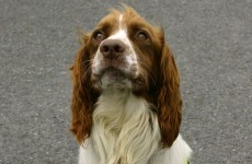 Barney the dog sniffs out €20k hidden in luggage at Dublin Airport