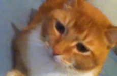 Twerking Cat is the best thing on Vine right now