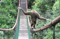 This monkey is a tightrope walking genius