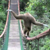 This monkey is a tightrope walking genius