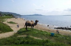It's so hot, there's a camel on the beach in Donegal