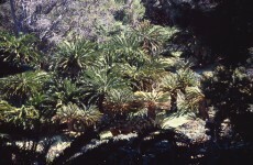 Study suggests human life evolved from southern Africa