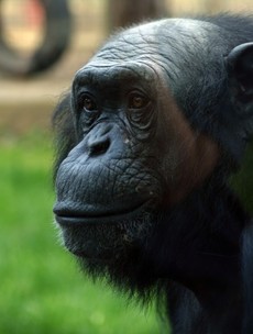 Remembering the PG Tips chimp...