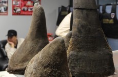 Limerick man could face extradition over rhino horn theft