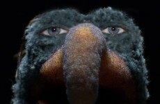 Muppets with human eyes will haunt your nightmares