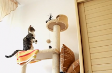 The greatest montage of cats getting frights... ever