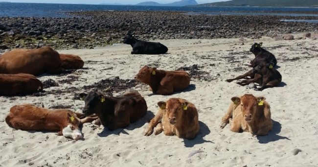PIC: Several cows catching some rays in the Mayo sun