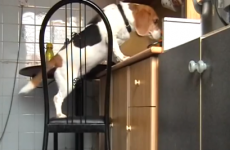Here is the proof that dogs are smarter than cats*