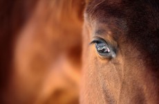 Irish horses directly exported to China – but not for slaughter