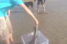 VIDEO: Family rescues 30 sharks from death on beach
