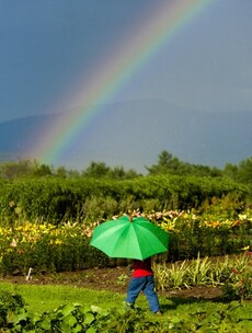 It was St Swithin's Day today: did it rain where you are?