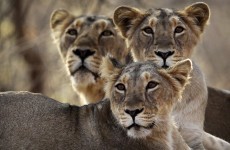 Female mammals can choose the sex of their offspring by controlling sperm