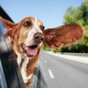 The Burning Question*: Air con or window down in the car?