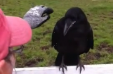 Amazing video of injured bird asking for human help
