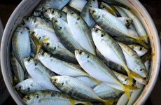 Iceland PM hits back in mackerel fishing row