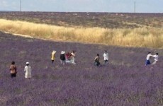 Photobomber causes brawl in a field at Chinese wedding