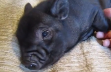 WATCH: A micro-pig takes being cute to a whole new incredibly cute level