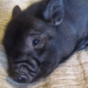 WATCH: A micro-pig takes being cute to a whole new incredibly cute level