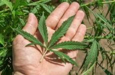 Man arrested as cannabis found in bedroom of Wexford house