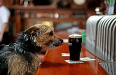 Scientists prove that Guinness tasted in Ireland really is the best