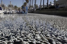 One million fish found dead in California marina