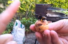 Drunk man gets high-five from bumble bee