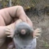 Man saves mole's life by bargaining with bird