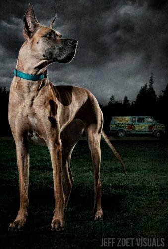 Real Life Scooby Doo Breed