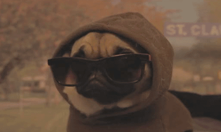 gifBase - #pug #sunglasses #imtoocool #smug #boss