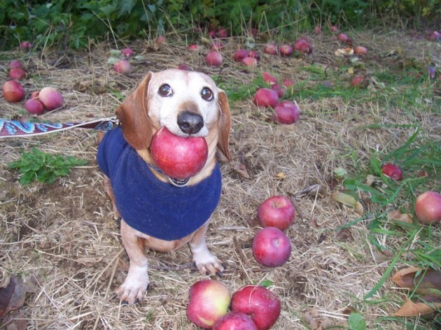 Look! I got you an apple! - Imgur