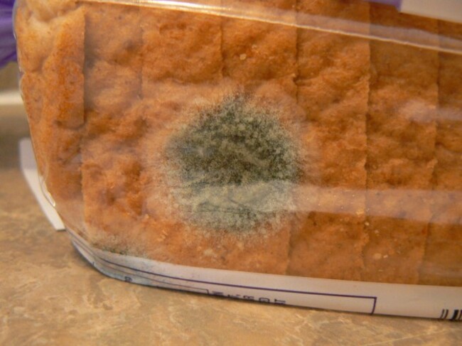 Mold on bread