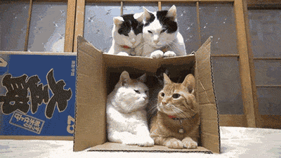 dA0NJb-cat-backing-out-of-box-of-cats-dbMG