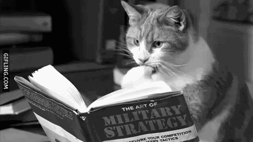 cat-reading-a-book