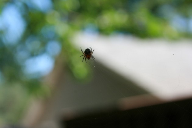 Spider Up Close & Personal 1