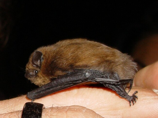 Pipistrellus pipistrellus lateral.jpg