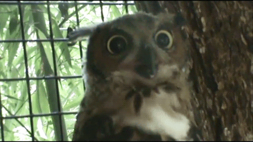 owl-panicking